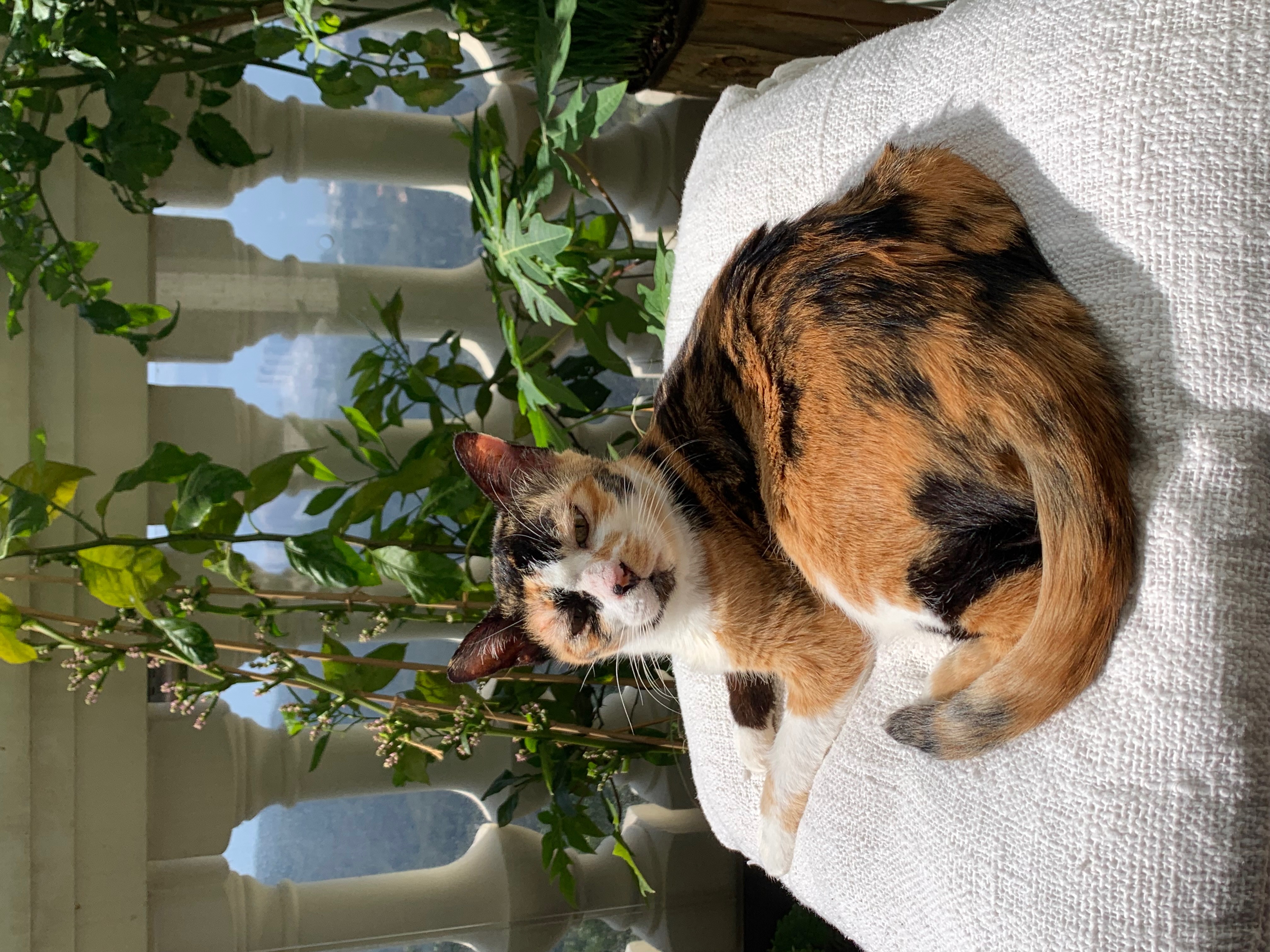 Tigerlilly - Calico Cat AI Veterinary Expert