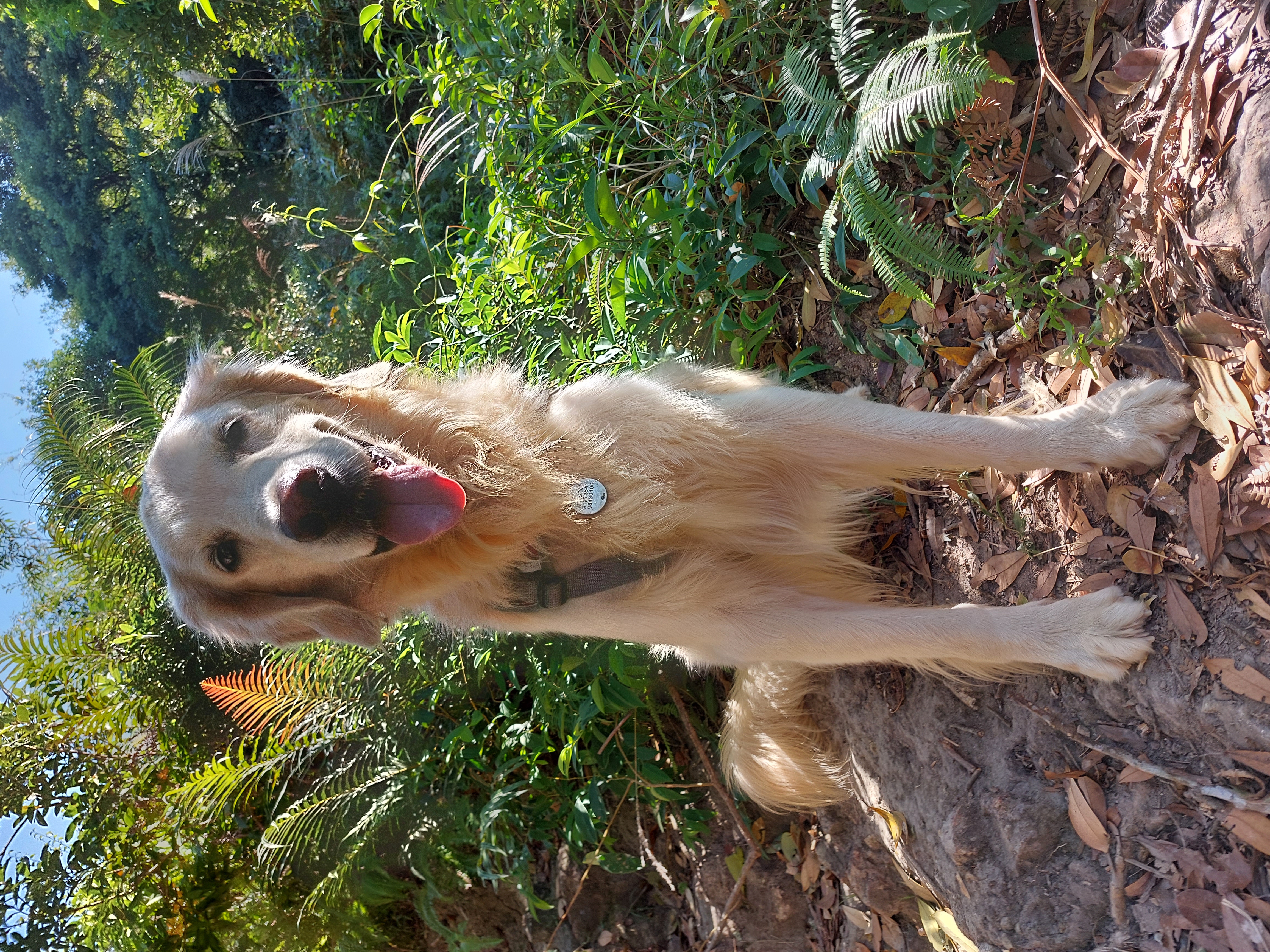 Winston - Golden Retriever AI Veterinary Expert